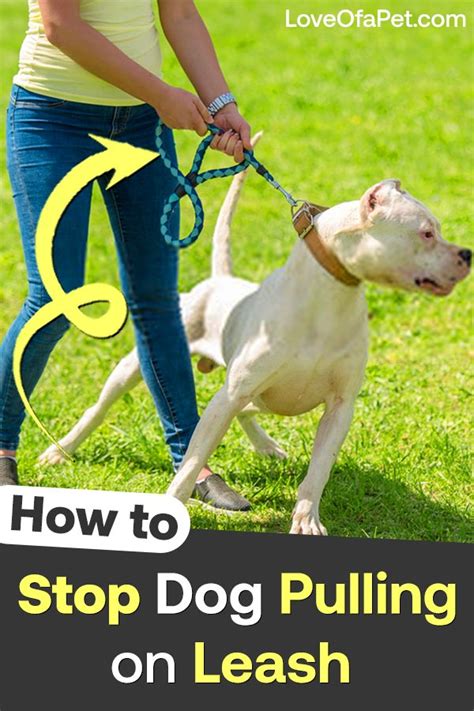 How To Stop Your Dog From Pulling The Leash 8 Tips Love Of A Pet