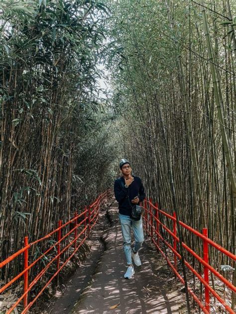 A Woman Walking Down A Path Lined With Tall Bamboo Trees And Red