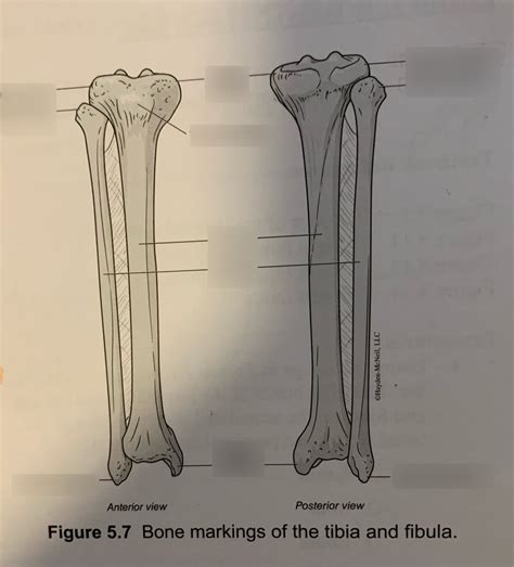 Bone Markings Of The Tibia And Fibula Diagram Quizlet