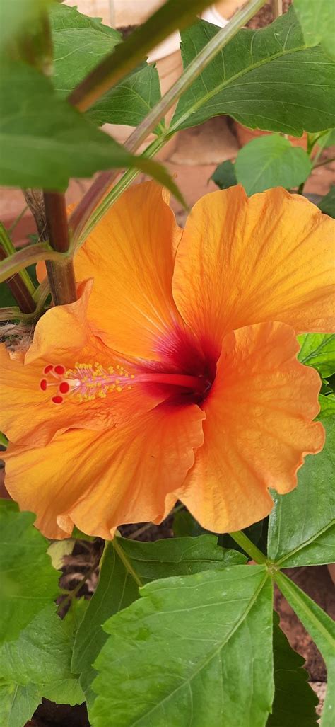 Orange Hibiscus | Fiori, Piante, Idee