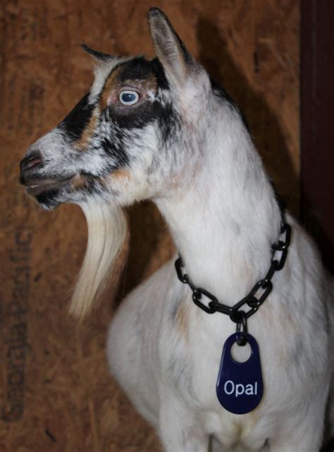 Custom Engraved Goat Name Tags