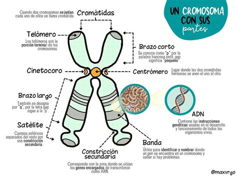 Partes Del Cromosoma Y Sus Definiciones Sofi Gonz Lez Udocz Hot Sex