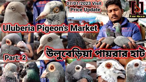 Recent Exotic Pigeon S Price Update At Uluberia Pet Market 07 01 2023