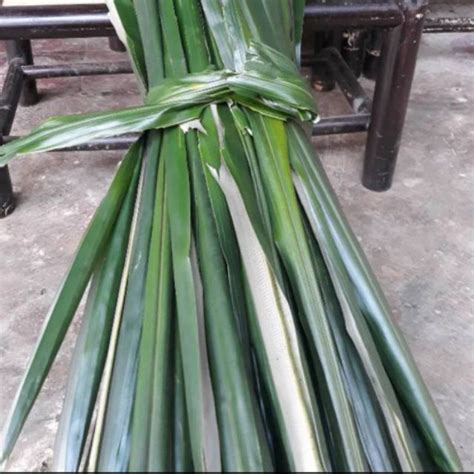 Jual DAUN POHON AREN SUPER SEGAR TERBAIK 1KG MURAH READY STOKK Shopee