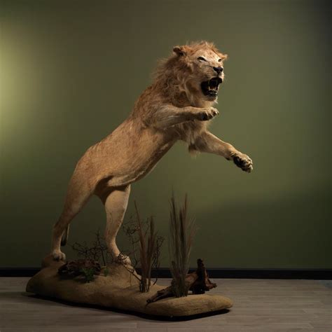 African Lion Large Full Body Mount Standing Erect Taxidermy Full