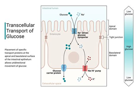 Transcellular Transport Of Glucose BioRender Science Templates