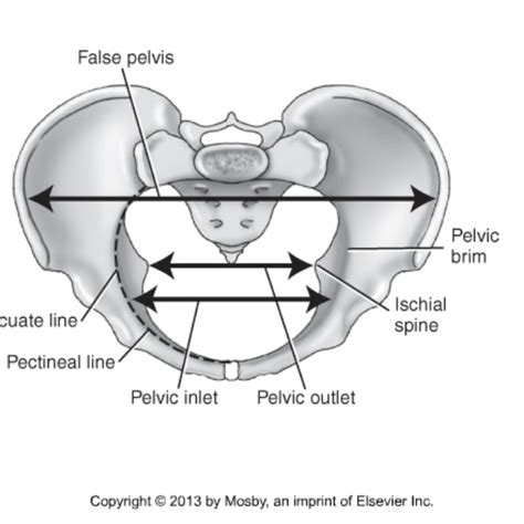 Divisions Of Pelvis Superior View