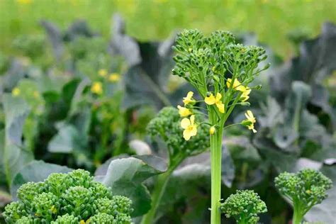 Can You Make Broccoli Flower? - Gardenia Organic