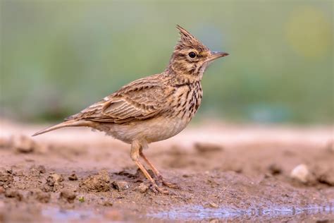 Fauna Del Cilento Lallodola Ed Il Puzzle Della Domenica