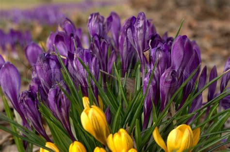 Krokus Crocus Stock Foto Colourbox