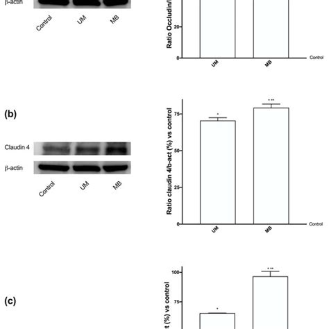 Western Blot And Densitometric Analysis Of Some Tight Junctions On