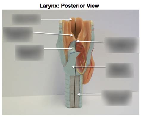 Larynx Posterior View Diagram Quizlet