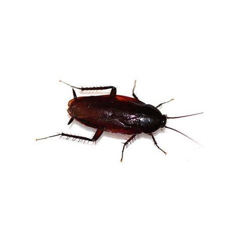 Smokybrown Cockroaches: How to recognize and get rid of them