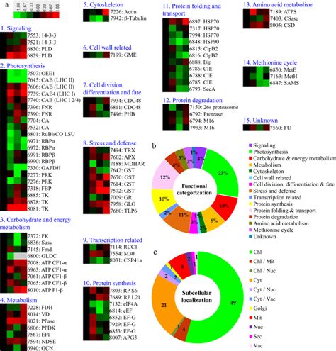 Abundance Patterns Functional Categorization And Subcellular