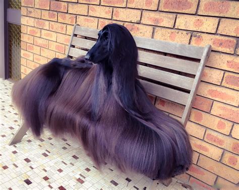 Black Afghan Hound Puppies