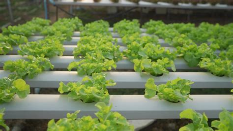 Hydroponic Vegetables Growing Inside A Greenhouse Fresh Organic