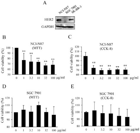 Her2 Protein Expression In Nci N87 Sgc 7901 And Skbr3 Cells A Cells