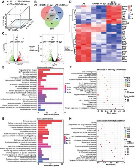 Transcriptomic Analysis Of The Anti Inflammatory Mechanism Of Zn NH Pyr