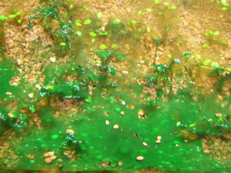 Tratamiento De La Cianobacteria Acuarios Plantados