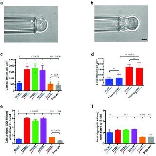 Cell Cortical Tension And Rho Gtpase Activity A Bright Field Image