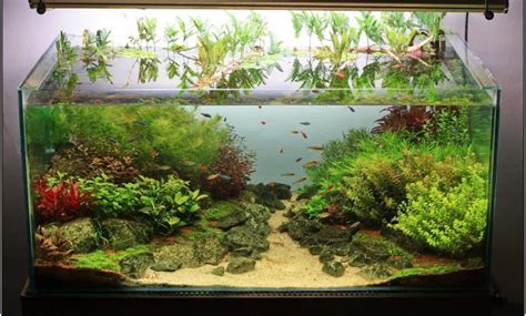 Aquascape Design Desain Id