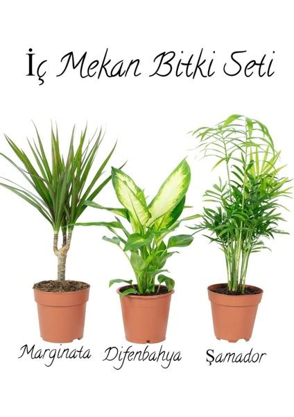 Serada Decor Plant Salon Bitki Seti Dracaena Fiyat