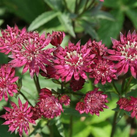 Prachtige Zeeuws Knoopje Astrantia Major Ruby Wedding Een