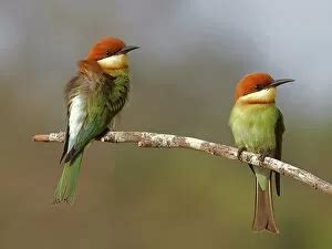 Chestnut Headed Bee Eater (Bee Eaters, Coraciiformes)