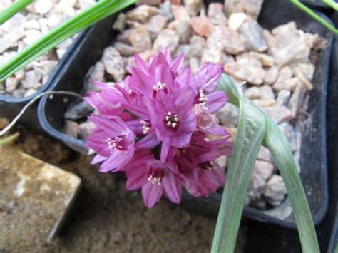 Allium Oreophilum ‘sulevs Dwarf Alpinesdk