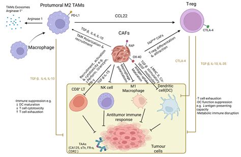 Ijms Free Full Text New Insights Into Ferroptosis Initiating