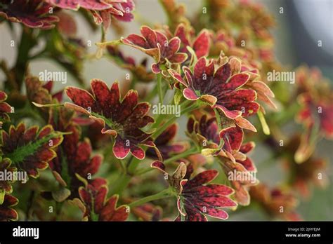 Coleus Scutellarioides With A Natural Background Stock Photo Alamy