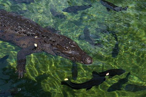 Alligatorfisch Bilder Durchsuchen Archivfotos Vektorgrafiken Und