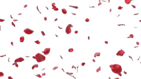 Falling Rose Petals Png