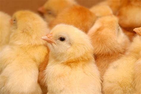 Pre Os Da Carne De Frango Sobem Em Novembro Seguindo Valoriza O De