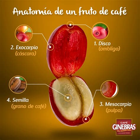 Anatomía De Un Fruto De Café Café Ginebras