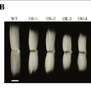 Expression Patterns Of GhARF2 In Different Cotton Tissues And Fiber