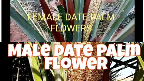 How To Identify The Flower Of Male And Female Date Palm Tree Youtube