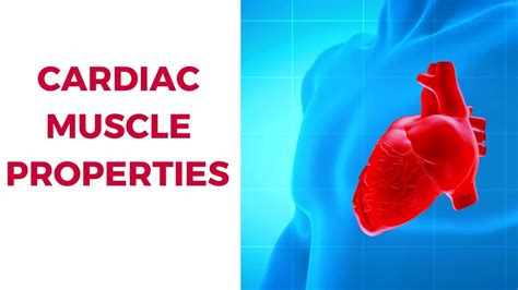 Physiology Of The Heart Functional Properties Of Cardiac Muscle Youtube