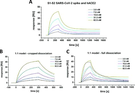 Spr Multicycle Kinetic Experiment Of Sars Cov S S And Hace The