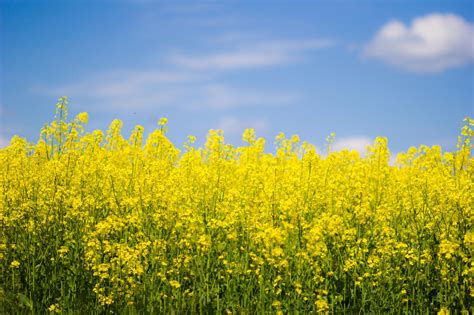 春天的油菜花图片大全 春天的油菜花高清图片下载 觅知网