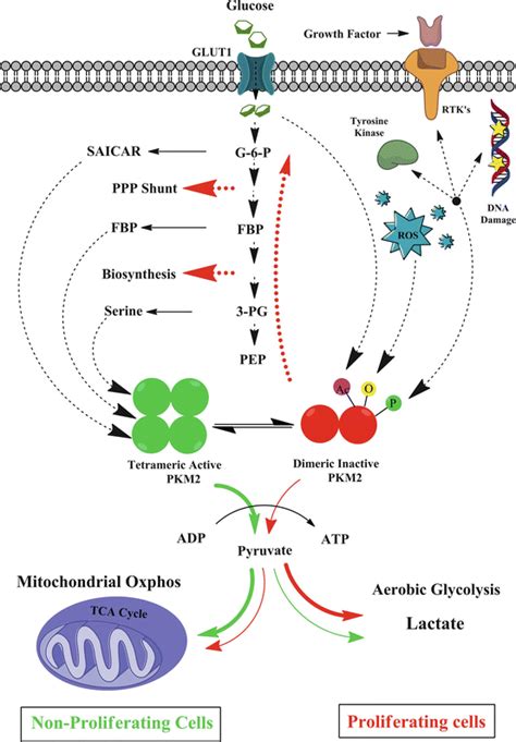 Pyruvate Kinase M2 Springerlink