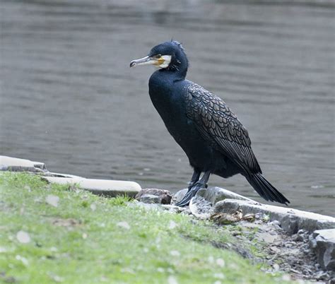 Great Cormorant Owen Deutsch Photography