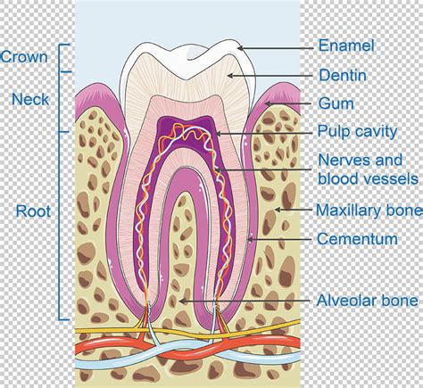 Tooth Structure Vector