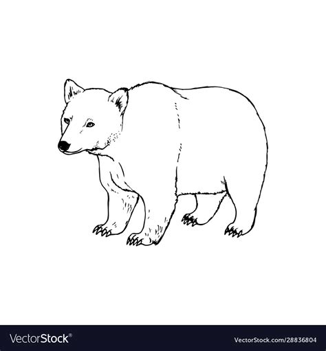 Black And White Bear