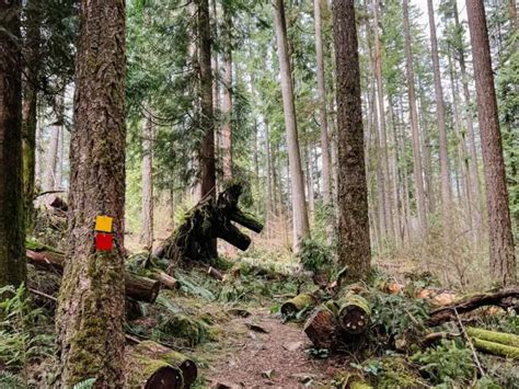 Fun Informative Trails At The Malcolm Knapp Research Forest