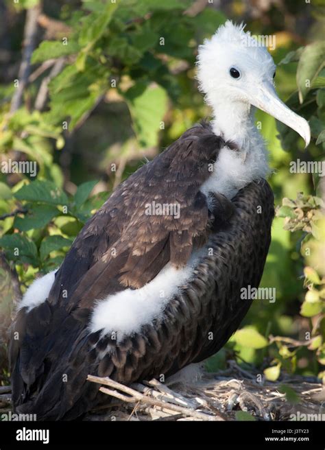 Juvenile Magnificent Frigatebird Fregata Magnificens On Nest Stock