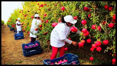 Awesome Pomegranate Cultivation Technology Next Level Pomegranate Farm And Harvest Youtube