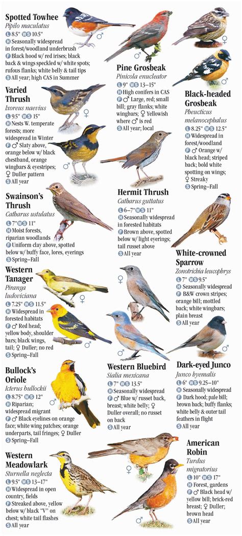 Bird Identification Chart By Color