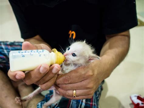 Feeding Baby Cats the Milk in the Bottle. Stock Image - Image of person ...