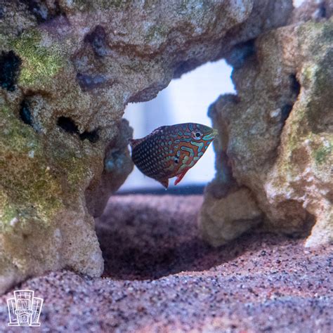 Ornate Leopard Wrasse - The FisHotel